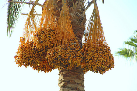 高的枣树成熟果实挂在上天图片