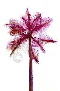 景观粉色的超现实红椰子棕榈在非现实的粉红色白椰子棕榈上被孤立目的地图片