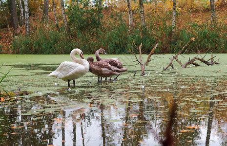 景观湖上的天鹅秋池塘上的灰鹅秋池塘上的灰鹅湖橙加里宁格勒图片