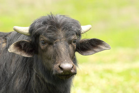 农业自然户外黑水牛在焦点背景的绿色上画像危险高清图片素材
