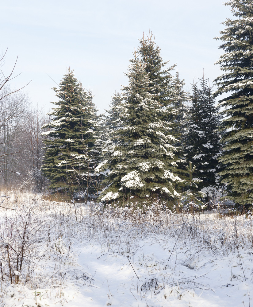景观森林的冬季节森林的常青芽和松树在自然中的冬季风景针头覆盖着积雪和霜冻地貌庆典旅行图片