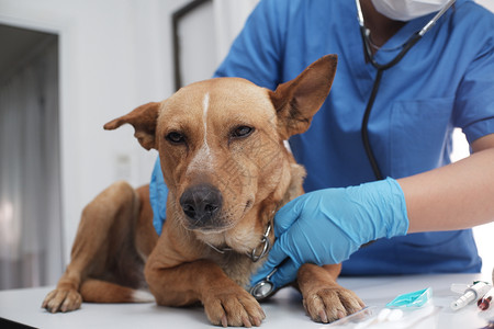 兽医检查狗的身体图片