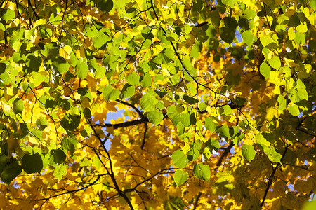 一棵椴树的黄色叶子在秋天季节黄色叶子秋天公园十月过时的落叶高清图片素材