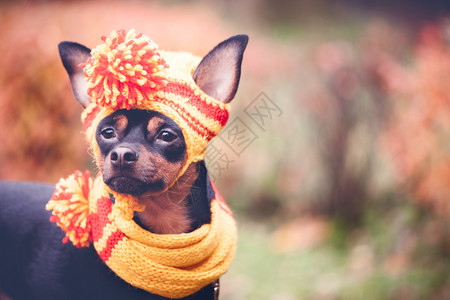 复制在秋天公园的围巾和帽子中狗玩具机秋季滑稽小狗树黄色的图片