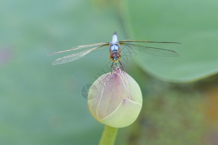野生动物蜻蜓背景图片