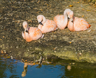 粉红辣椒火烈鸟的家族紧地坐在水边的面上凤蝶科生动拥抱背景图片