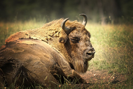 物种大型欧洲野牛在地上休息紧闭大公牛BisonGoodsus濒危强的地面高清图片素材