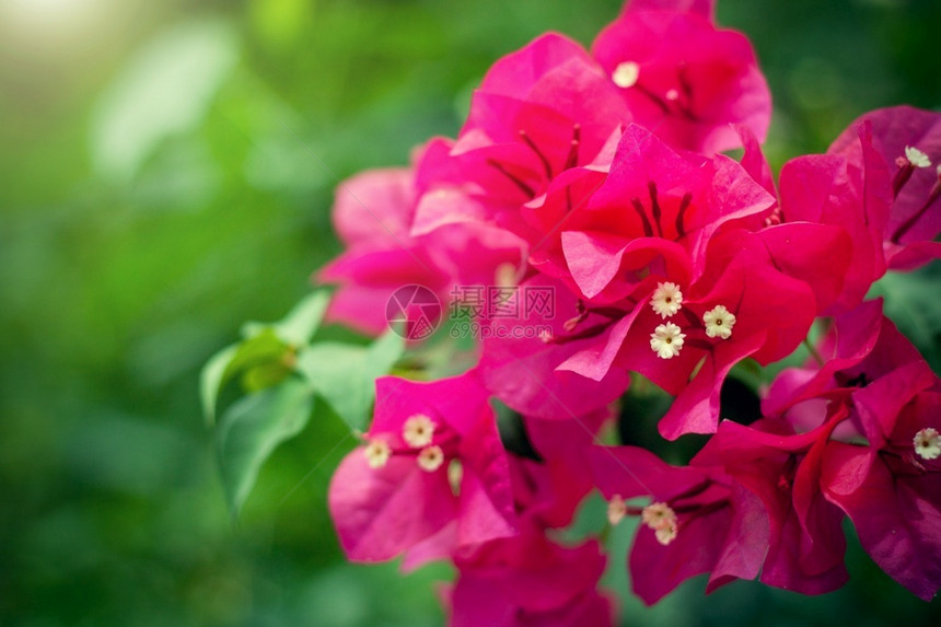 苞片粉红花朵露着鲜的布干维尔粉红花朵绿色bokeh背景空白复本间趋势园林绿化图片