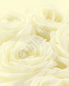 闻美丽的花朵白色玫瑰可以用作婚礼背景柔软的焦点采用新鲜图片