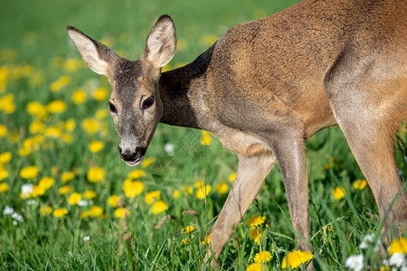 卷柏降压新生草地中的鹿春季卡普雷奥勒斯角图片