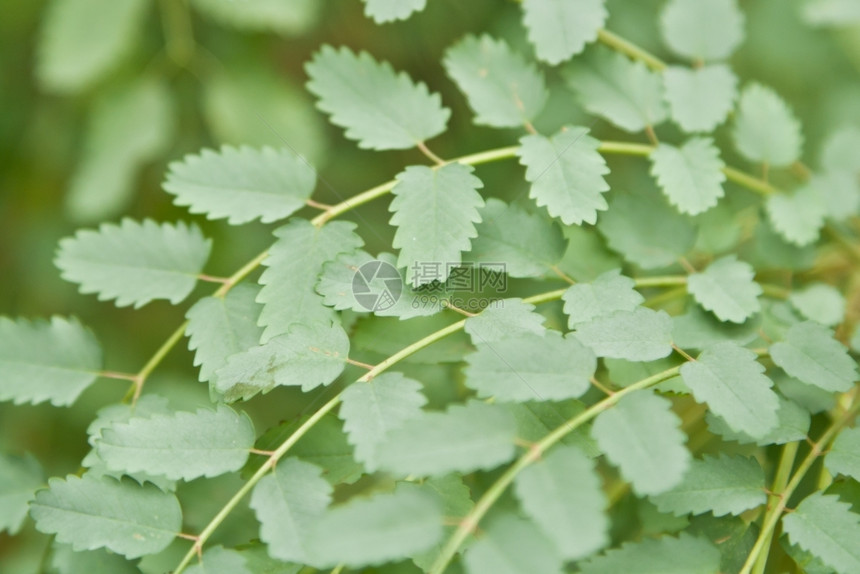 保护草本植物曲线在花园里种着植物与奇异的树叶交织在一起图片