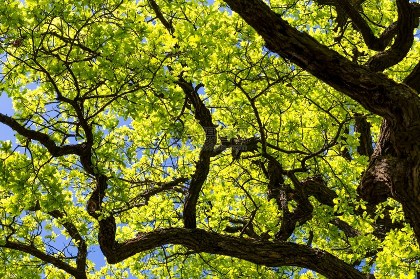 木头古老的橡树来自白花叶树顶自然吹图片
