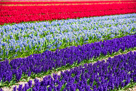 荷兰春之的Hyacinths田地粉色的荷兰语蓝图片
