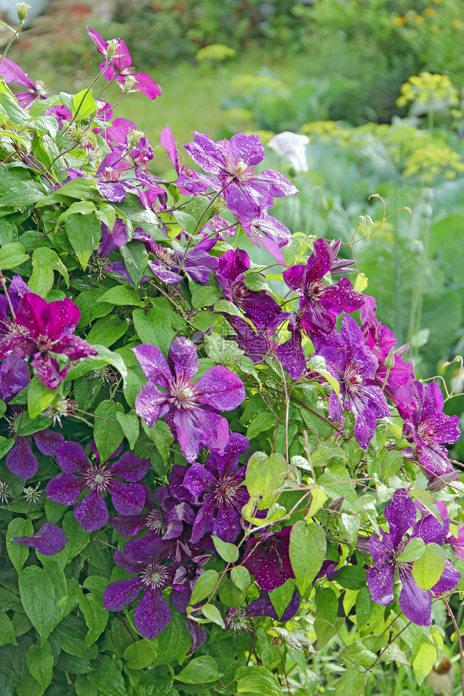 靠近房子附的铁线莲美丽花朵园里生长的铁线莲大丛在房子附近的花园里攀爬美丽的紫色铁线莲花美丽的蓝色铁线莲花朵园的丰富多彩春天图片