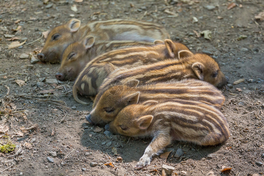 仔猪睡着的年轻野猪躺在一连排的地上条纹有的图片