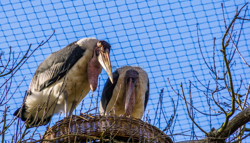 男栖息在巢中繁殖季节的热带鸟类来自非洲的热带动物种群非洲热带禽类和鸟细翅目鹳图片