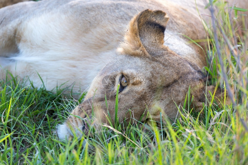 哺乳动物一只母狮试图在草丛中安息的紧闭一只母狮试图在草丛中休息的紧闭自豪肯尼亚图片