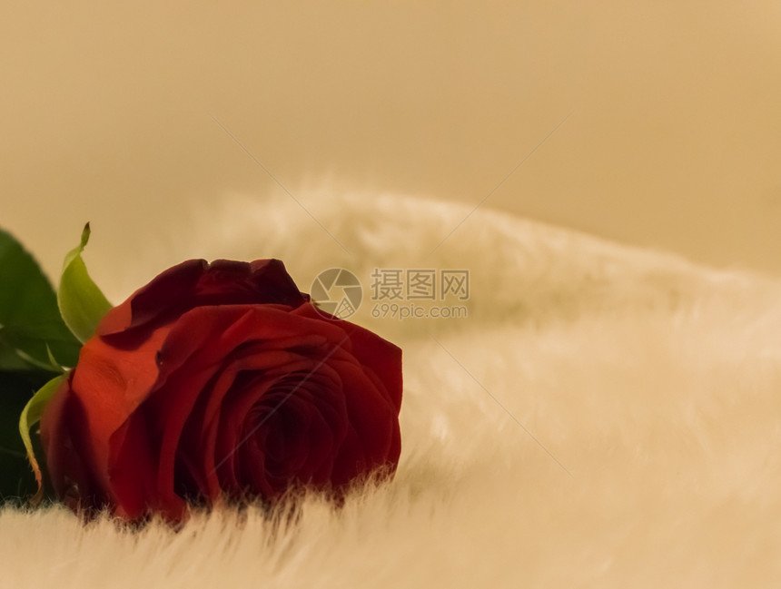 展示红情人节玫瑰升起时的大型封闭躺在白地毯上门户14单身的图片
