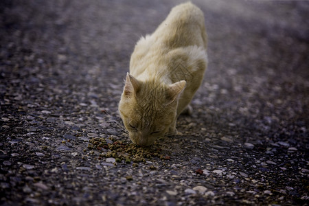 垃圾可爱的猫科动物街头食用被遗弃动物的详情街头猫食用图片