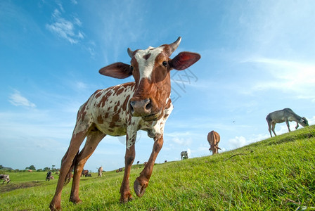 动物环境干净的牛群在青草地上放牧图片