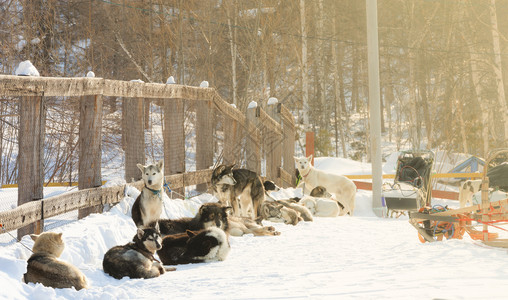西伯利亚狗拉雪橇比赛开始前狗放松拉雪橇比赛开始前狗放松脸可爱的图片