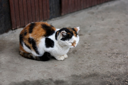 户外驯服三色大猫动物眼睁地躺在房子附近的路旁闭着眼睛美丽的图片