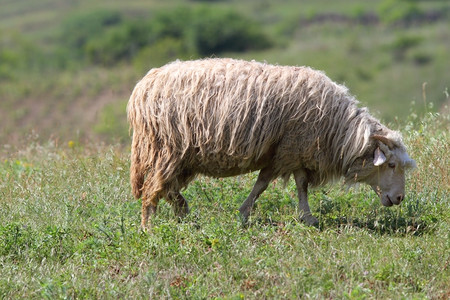 喂食在农村的绿草地上放牧1只羊家畜场地背景图片