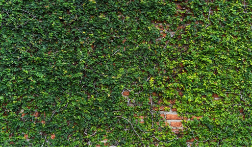 绿色砖纹宫扇夏天砖砌长成自然背景的大型绿藤叶和松树的古老橙砖墙纹质生长背景