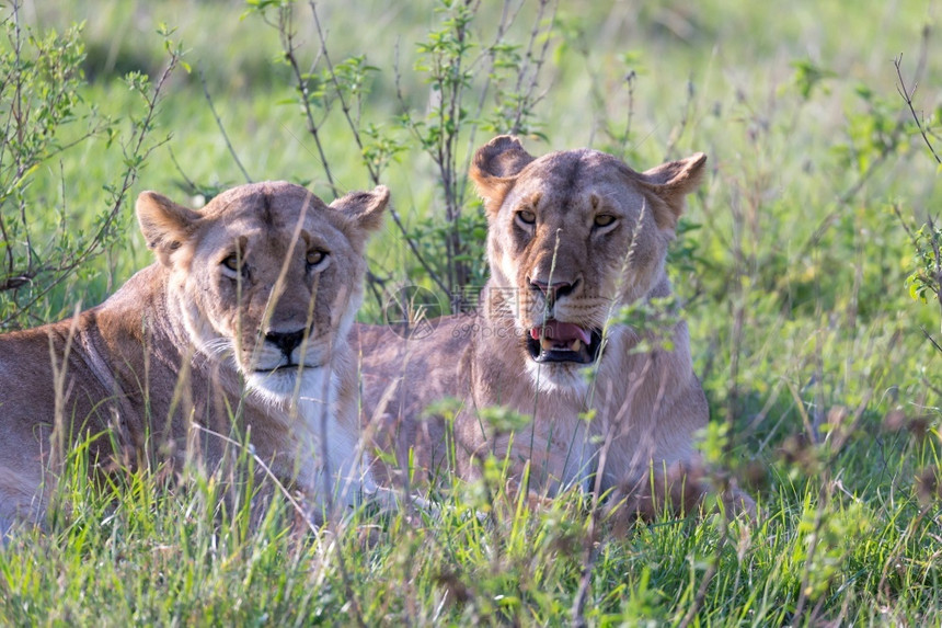 猫猎人狮子女狼躺在草地上试图让狮子女人躺在草地上努力休息肉食动物图片