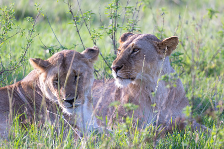 非洲人绿色狮子女狼躺在草地上试图让狮子女人躺在草地上努力休息野生动物图片