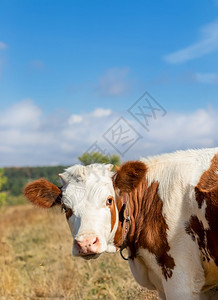 牛肉小有选择的焦点在牧场农动物小牛在牧场有趣的农村图片