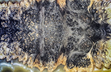 空白播种环氧树脂稳定木质抽象艺术背景阿夫泽利亚豆科图片