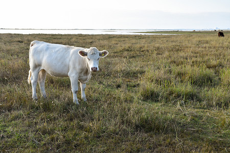 斯堪的纳维亚牧场白奶牛在西德群岛奥兰的沿海草原上农场图片