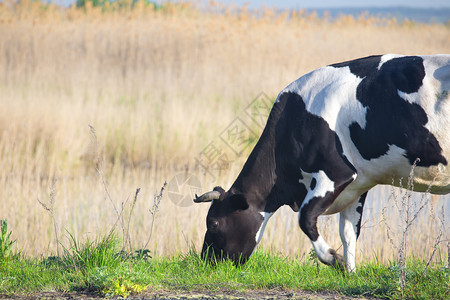 黑白母牛在夏月风景下割草观水平的天空图片