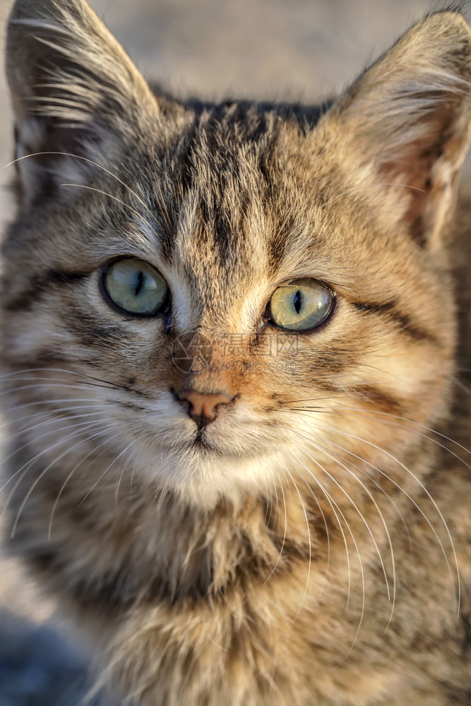 户外颜色垂直的一只绿眼可爱小猫的肖像闭上眼睛图片