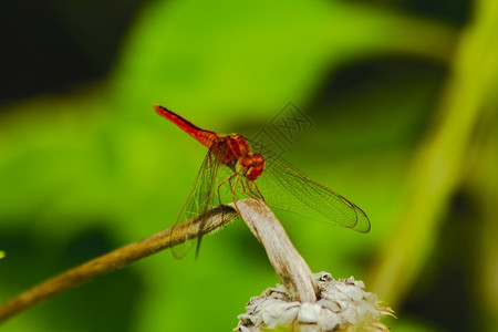 蜻蜓昆虫图片