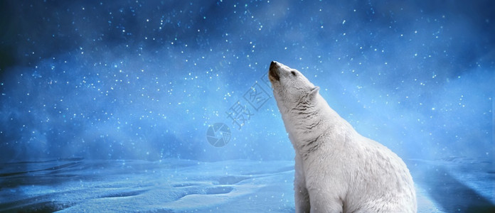 北极熊雪花和天空与动物的冬季风景全模拟图像哺乳动物可爱的玩具图片