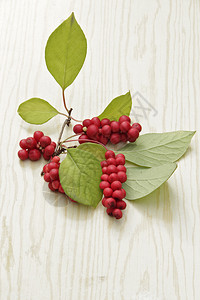 绿叶红五味子成熟果实红五味子丰收绿叶红五味子成熟果实分支植物夏天图片