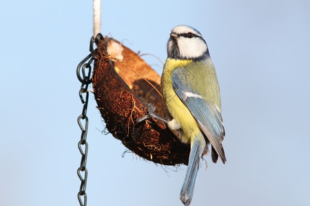 蓝奶小鸟食肉动物和饲料虫饥饿常见的种子图片