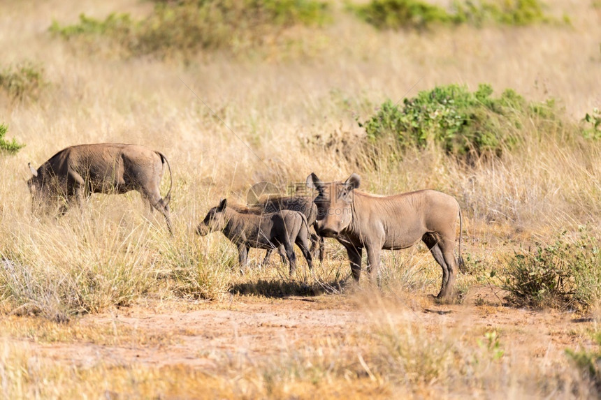 仔猪野站在肯尼亚的草地中间肯尼亚的草地中间有一只野猪站在草地中间哺乳动物非洲图片