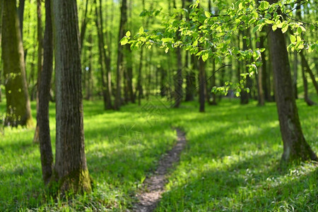 人们美丽的绿色背景有森林的绿背景春季自然树木和色彩背景观乡村的图片