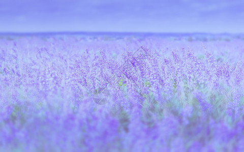 场地苜蓿紫丁香Alfalfa开花场带复制空间的硅花背景含色过滤器模糊图片