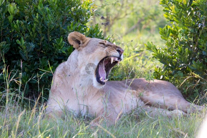 说谎预订一头母狮躺在草地上打哈欠一母狮躺在草地上打哈欠马赛图片