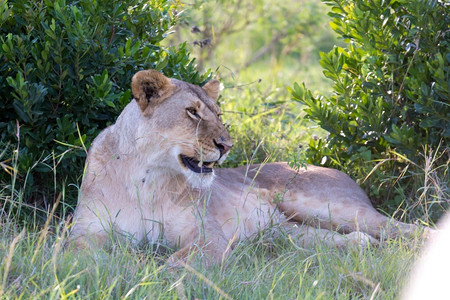 说谎一头母狮躺在草地上打哈欠一母狮躺在草地上打哈欠猫科动物狮子图片