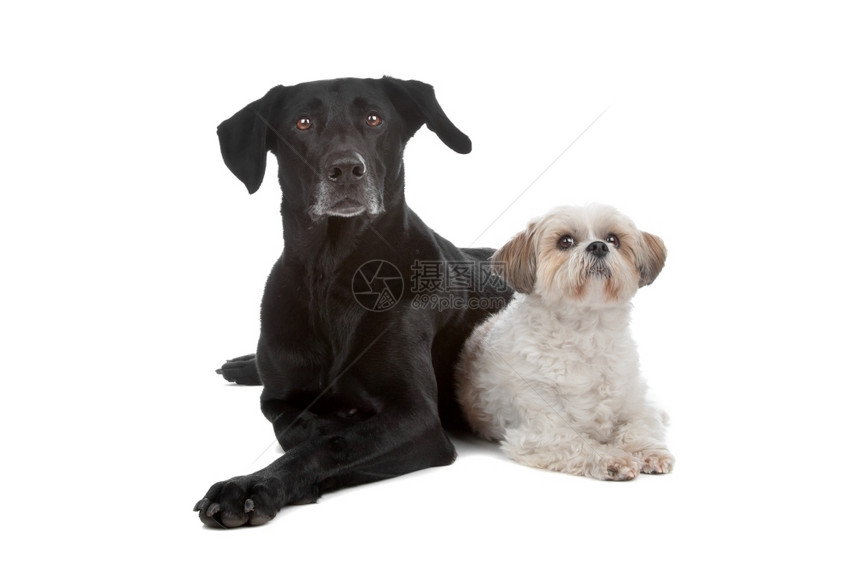 两只混杂种狗在白色背景下被隔离犬类健康工作室图片