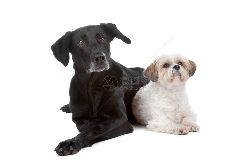 两只混杂种狗在白色背景下被隔离肖像可爱的成年人图片