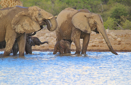婴儿语气自然大象家庭生命之水图片