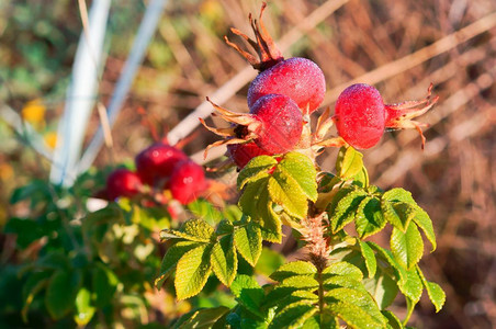 秋天臀部圆形红色成熟玫瑰果药用的实圆形红色成熟玫瑰果野蔷薇背景图片