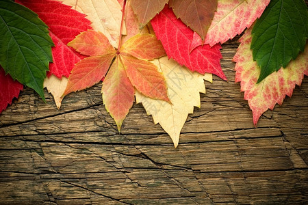木材背景的叶子美丽边缘墙纸图片