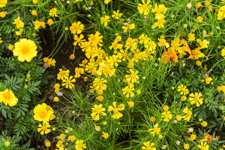 欧洲阿尔卑斯山带黄色花朵的绿草质环境美丽场地图片